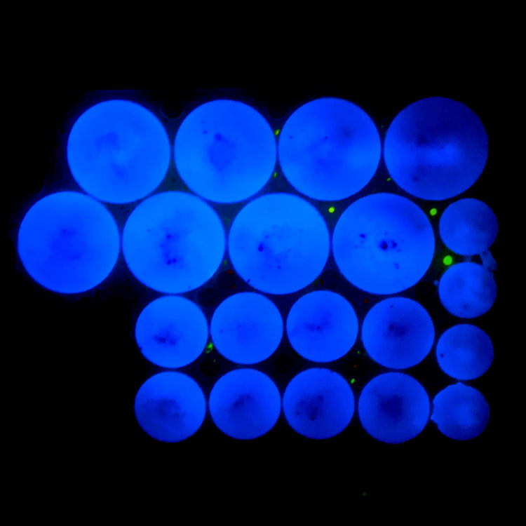 Shout Me - Blue